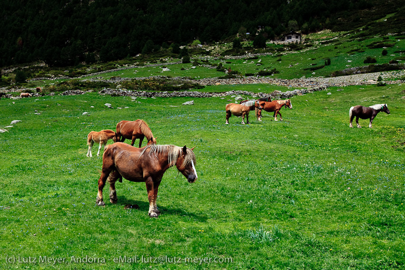 Andorra nature: Vall d'Incles, Canillo, Vall d'Orient, Andorra, Pyrenees