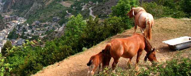 Pferde und Sant Julia im Tal, Andorra - Foto: Lutz Meyer