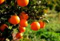 Orangen Ernte, Alcanar - img_2361_52.jpg