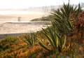 Pflanzen und Kakteen an der Costa Dorada, Strand bei Tarragona - img_6384_23.jpg