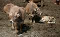 Kühe, Viehwirtschaft, Andorra Landwirtschaft - img_8127_51.jpg